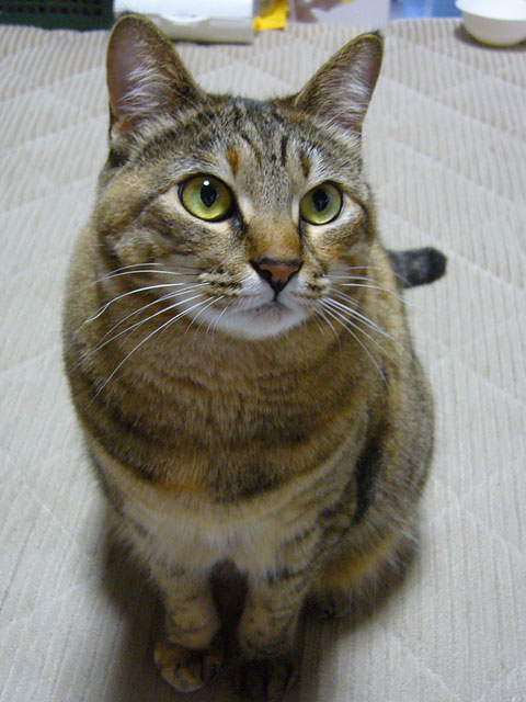 猫服ショップ SCOPY猫 おもしろ スコーピー 雑貨 かわいい 缶バッチ SCOPY - 猛猫注意 ねこ メール便 ネコ 猫柄